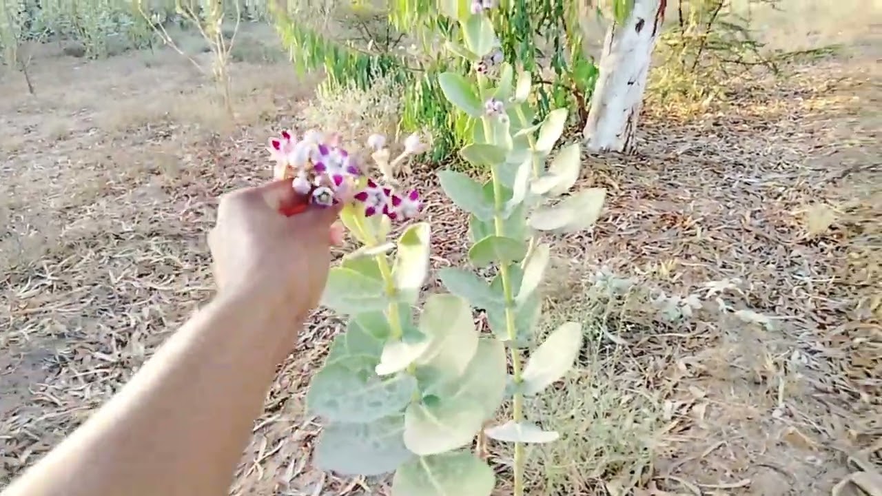Aaj ground mein aaye Hain 