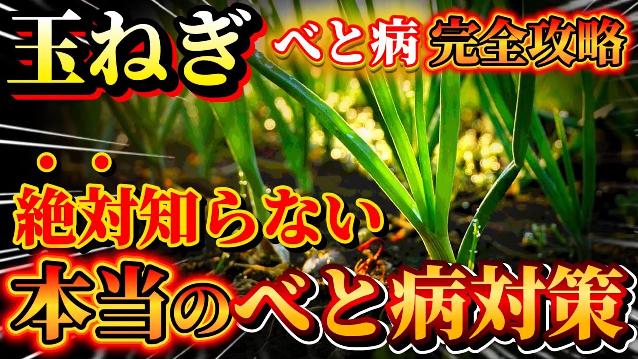 【玉ねぎ】べと病に一生困らない！99%の人が知らない本当の対策方法について教えます。
