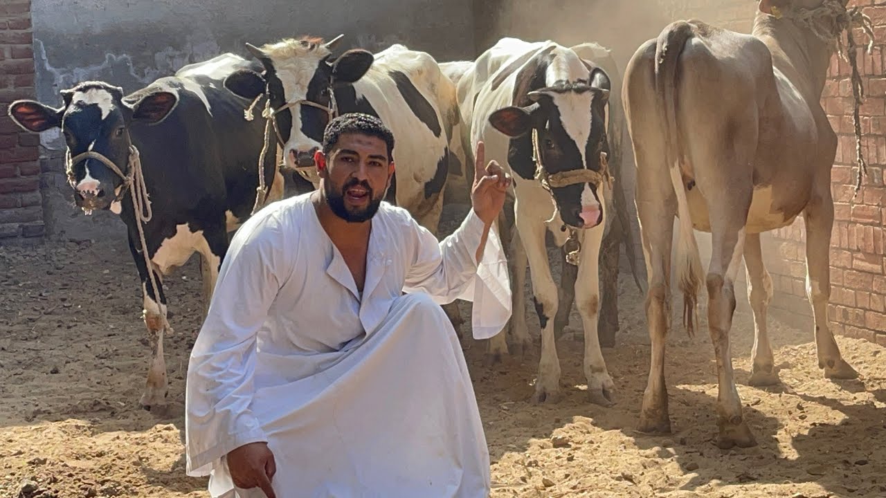  ابو جاموس حير المتابعين معاه ومش عارف بيجيب الاسعار والسلالات بالسعر ده منين ربنا يسترها عليه