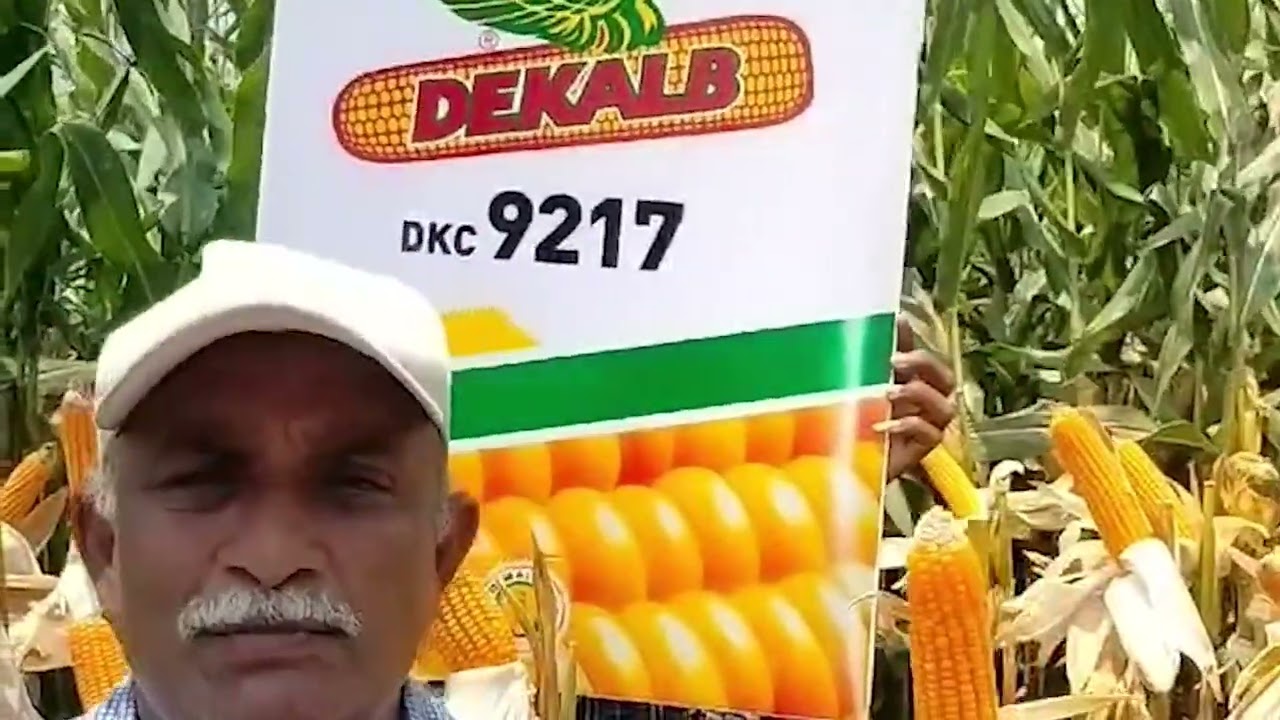 Dekalb 9217 – Чудо нулевой обработки почвы фермера Виджаярамы Раджу | Bayer Crop Science India (О...