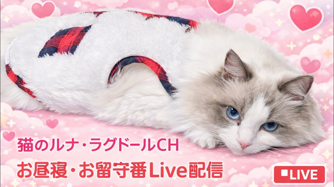 No.73.無人無音猫様おやすみLIVE😻寝姿に癒されて下さい😊#cat #kitten #heading #catlive