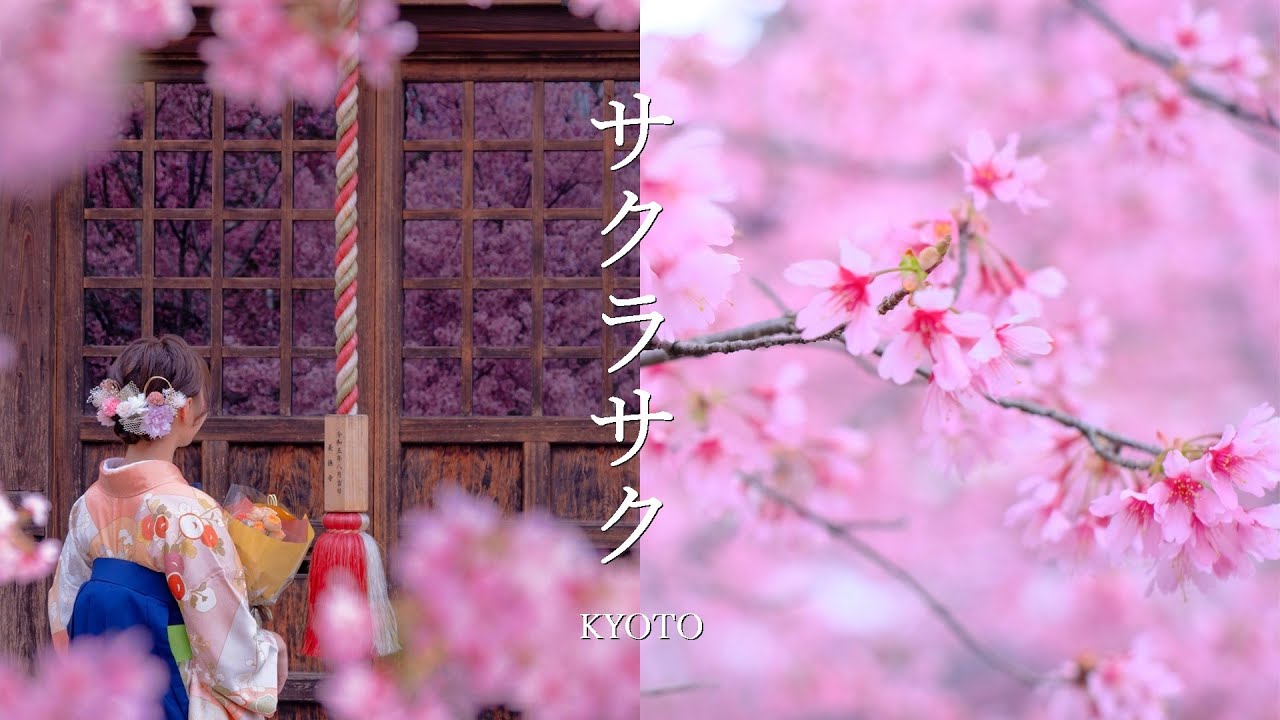 魁～京都御苑糸桜　まで京都の早咲き桜が一気に満開へ｜近衛邸跡｜出水の桜｜渓仙桜｜おかめ桜｜しだれ桜｜平野神社｜春めき桜