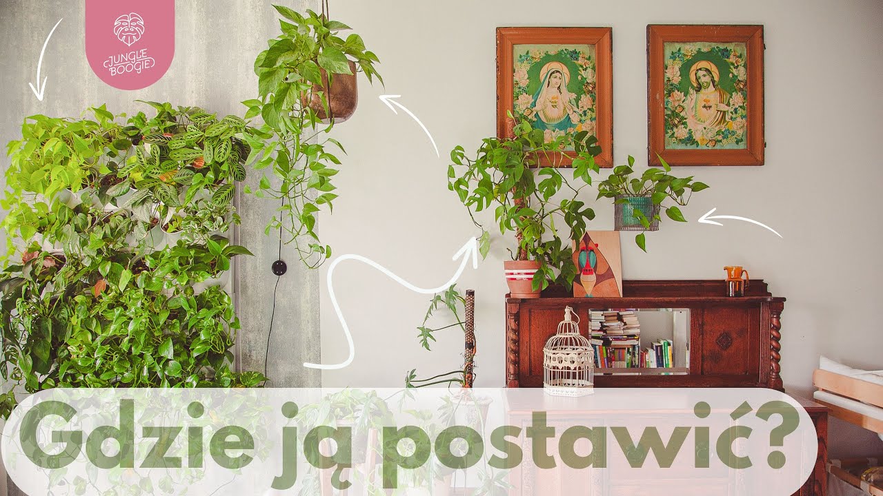 Jak zazielenić cały dom - jaka roślina do łazienki, jaka na parapet a co w ciemny kąt.