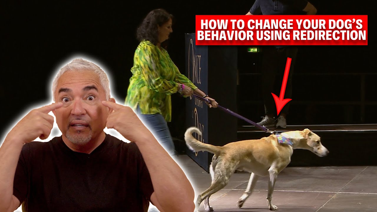 Key Tips To Influence And Change Bad Dog Behavior | Live Dog Demos