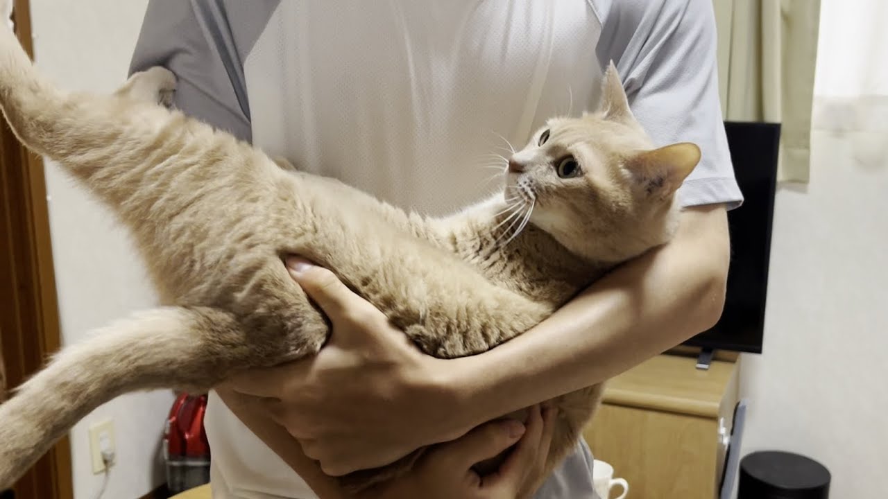 息子の帰りを待って一緒に晩ご飯を食べる猫