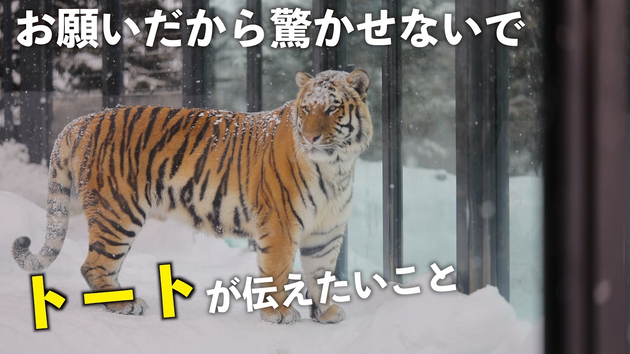 動物たちを驚かせないで…トートから来園者へのお願い