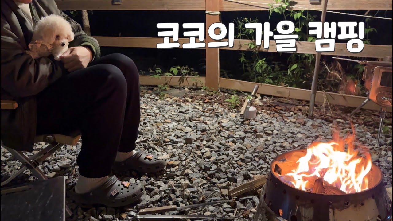 [V_log] 테디비숑 코코🐶ㅣ가을캠핑 다녀왔어요🍁ㅣ신나는 산책ㅣ캠핑음식(새우구이🦐숯불구이🥩)