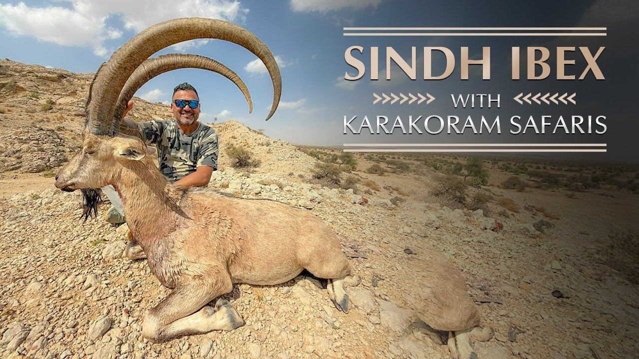 Sindh Ibex hunt with Karakoram Safaris