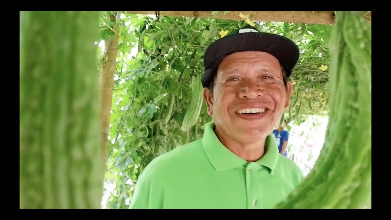 How to grow Bitter gourd / ampalaya in Sagbayan, Bohol