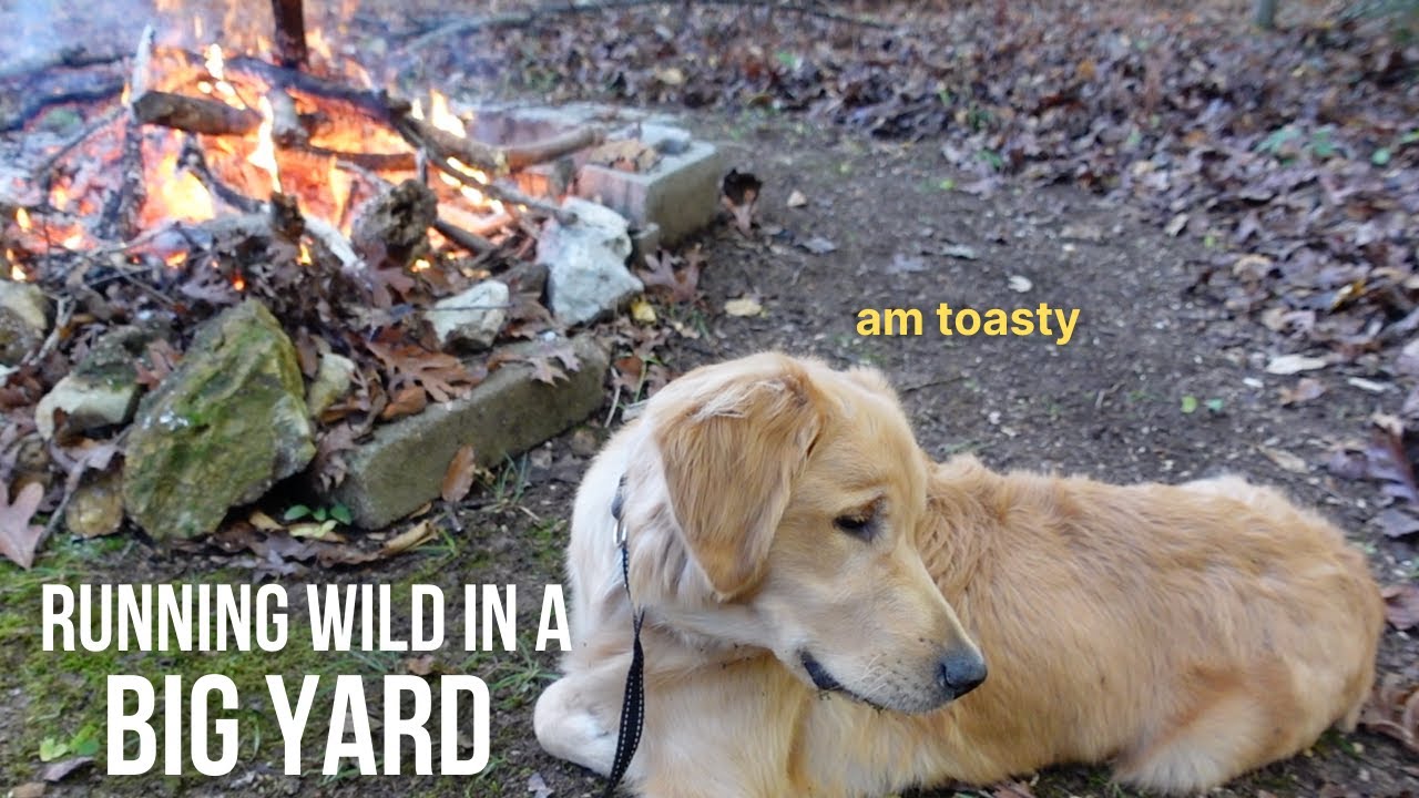 Golden Retriever Fetches Sticks For The Fire | Wrangler Sees Fire For The First Time