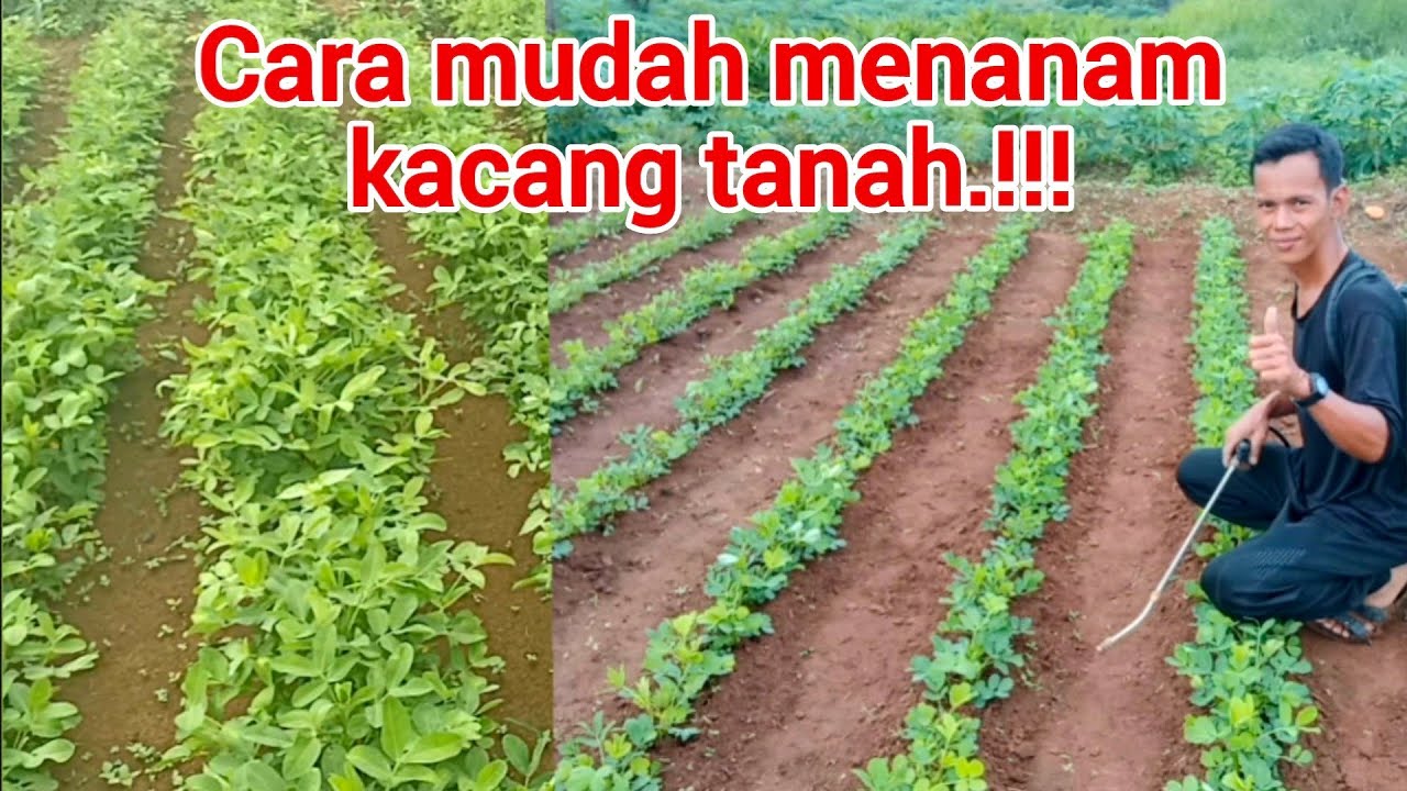 cara menanam kacang tanah.dari awal sampe siap panen.#garden #kacangtanah