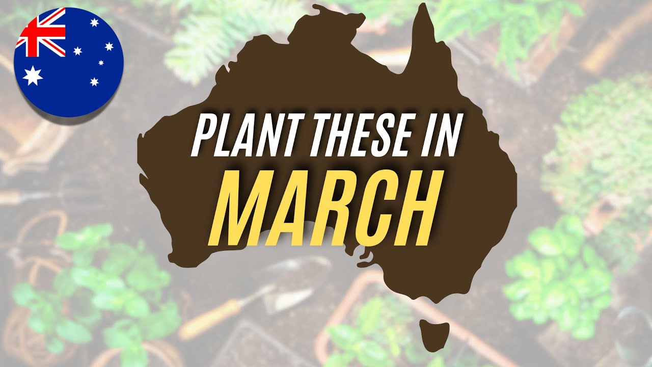Australia's March Seed Sowing Guide | What to Plant Now