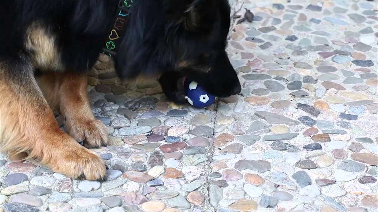Training Tips CZ - Část 19 Sám na zahradě