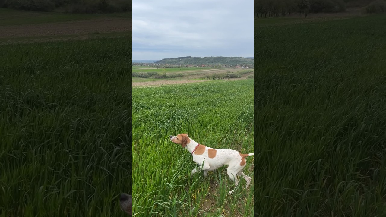 Asha-ferma su fagiano| #pointer #pheasant #birddog #birdhunting #caccia