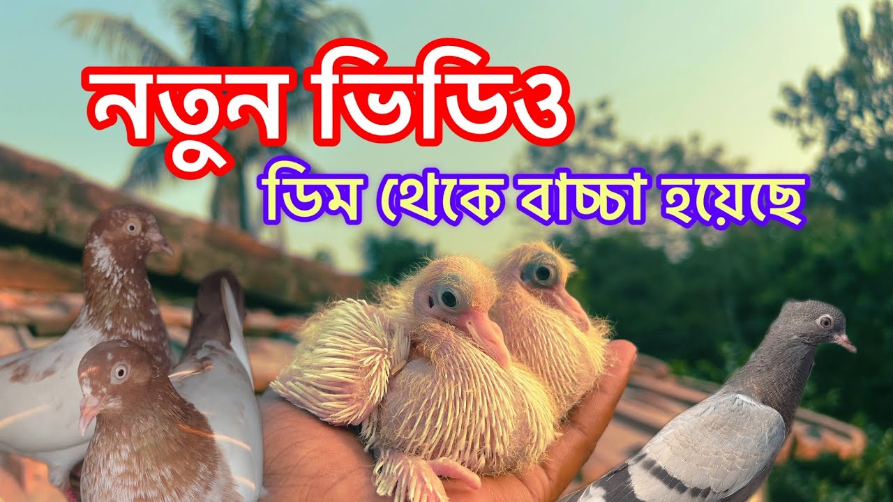 ডিম থেকে বাচ্চা হয়েছে 🕊️🧿#montuvolg #newpost #pigeon #kabootar #tranding #viralvideos #villa