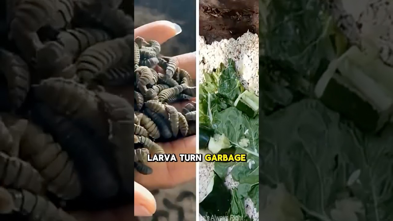 Это существо поедает отходы и печатает прибыль 🐛💰