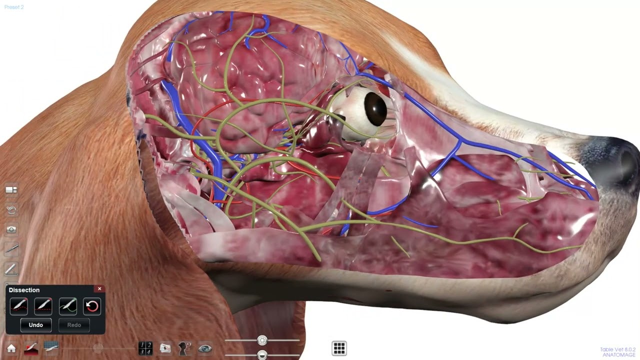 Table Vet | 3D Canine Anatomy