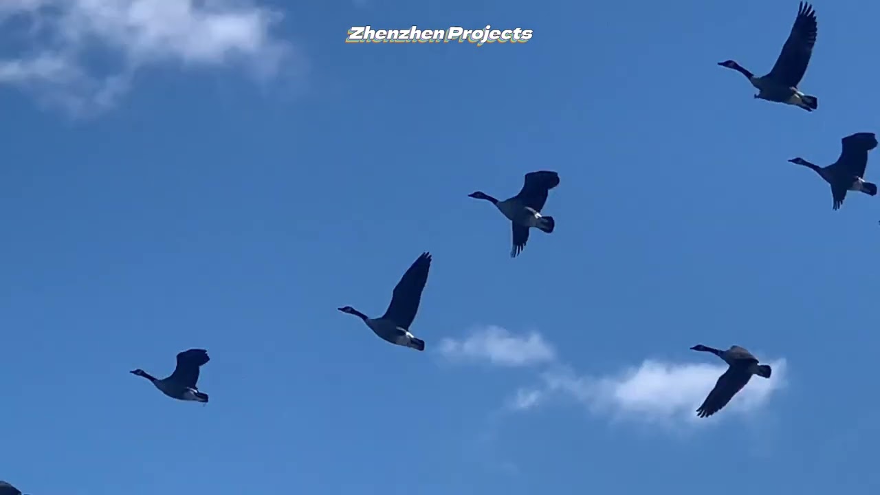 Many Geese Take Flight /12/24/2025  #Geese #Duck #Seagull #ZhenzhenProjects