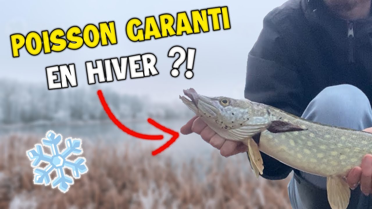 Comment P&ecirc;cher le CARNASSIER en HIVER ?! (Brochet, Sandre, Perche)
