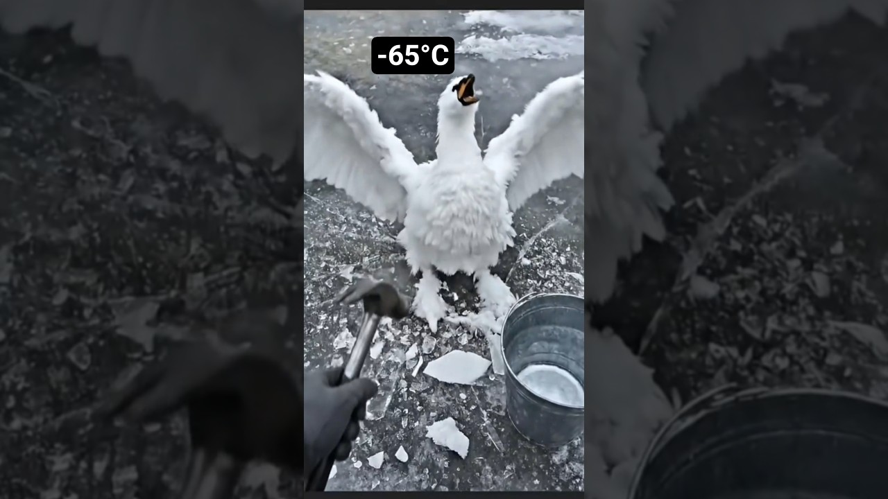Frozen Lake Hero: The Man Who Saved a Great Egret