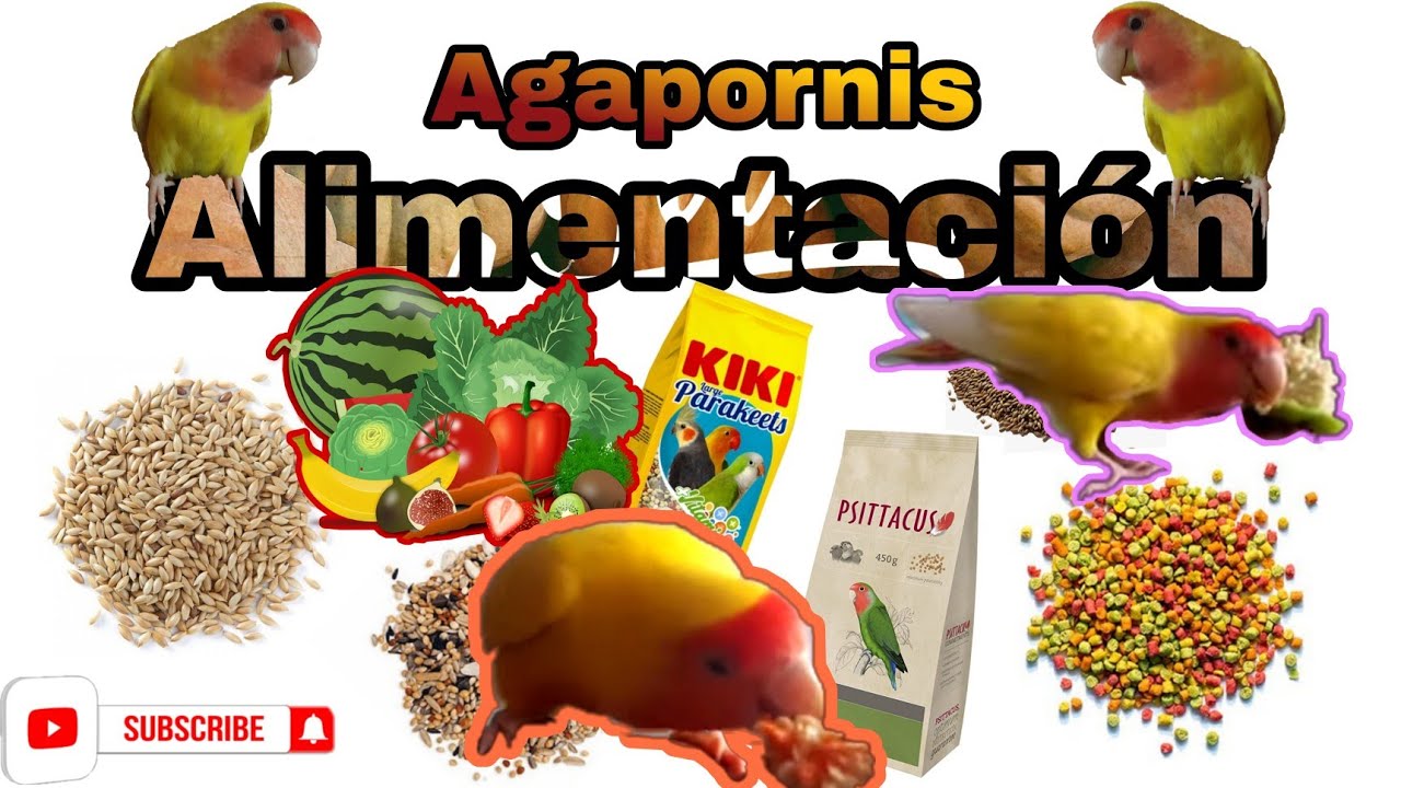 comida para agapornis|que fruta comen los agapòrnis|comida para Loros