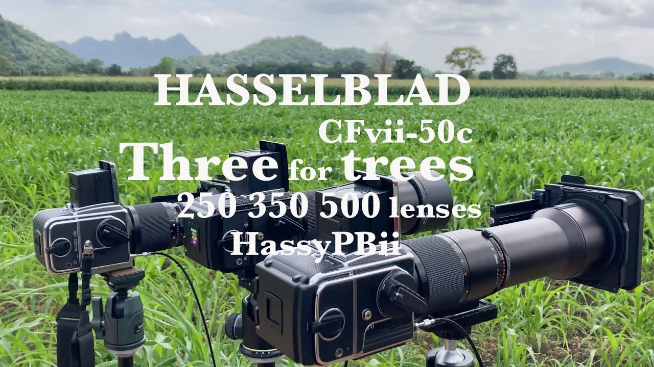 En : Thai : Three for trees I Hasselblad CFvii-50c I 3 lenses : 203FE : 501c : 2000fcm camera body