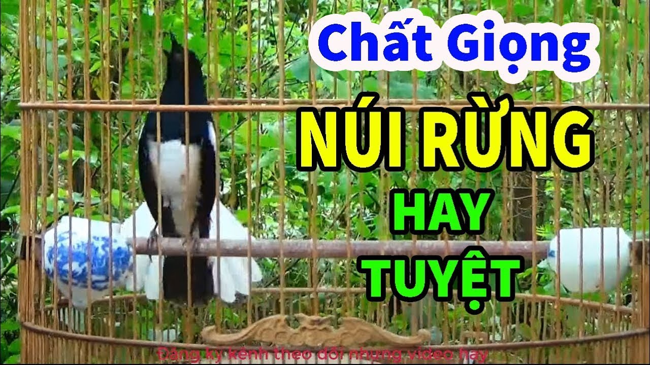 Choè than hót đấu giọng rừng CỰC SUNG Chòe Than Hót Giọng Rừng Kích Trống Căng Lửa hót | choe than