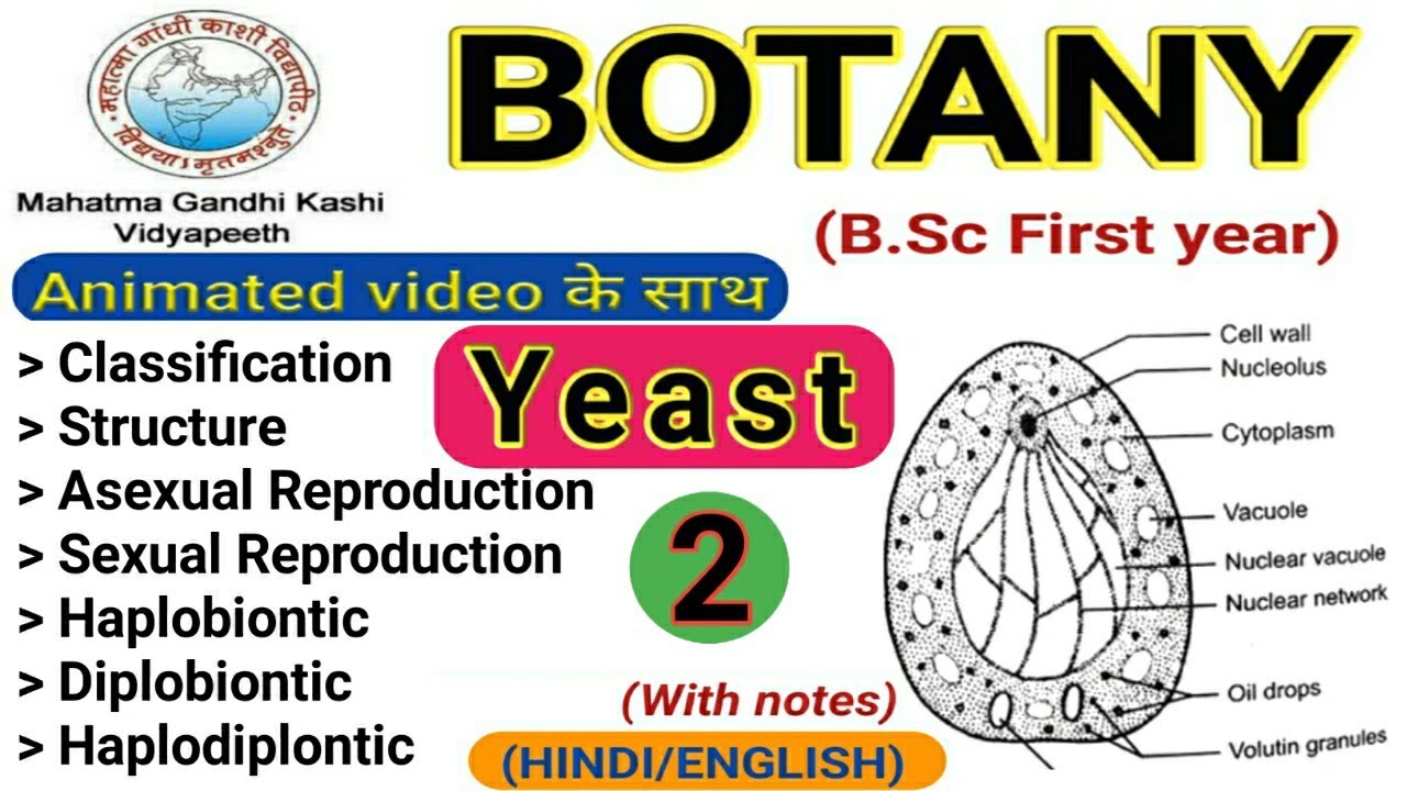 Life Cycle of yeast/ Haplobiontic / Diplobiontic / Haplodiplobiontic