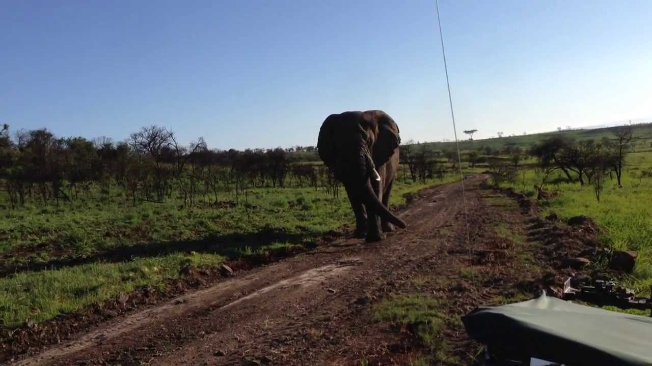 ELEPHANT ENCOUNTER  IN SOUTH AFRICA #1