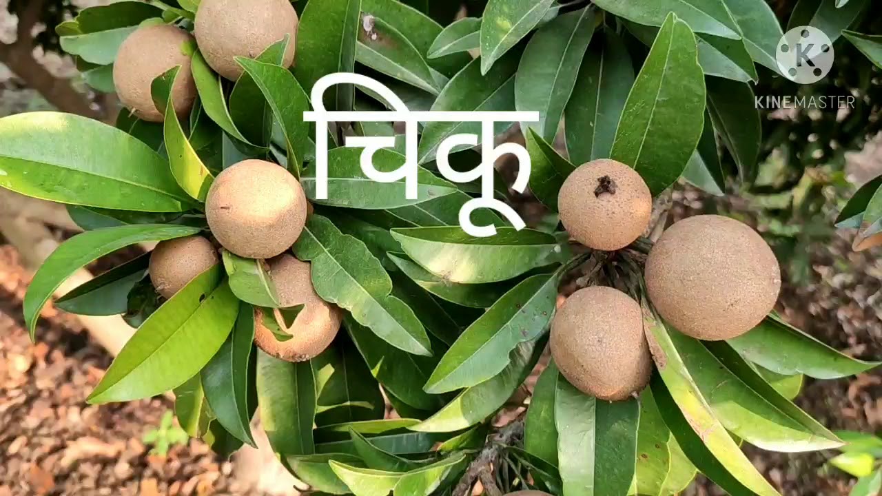 chikoo sapodilla water and fertilizers manegement in india