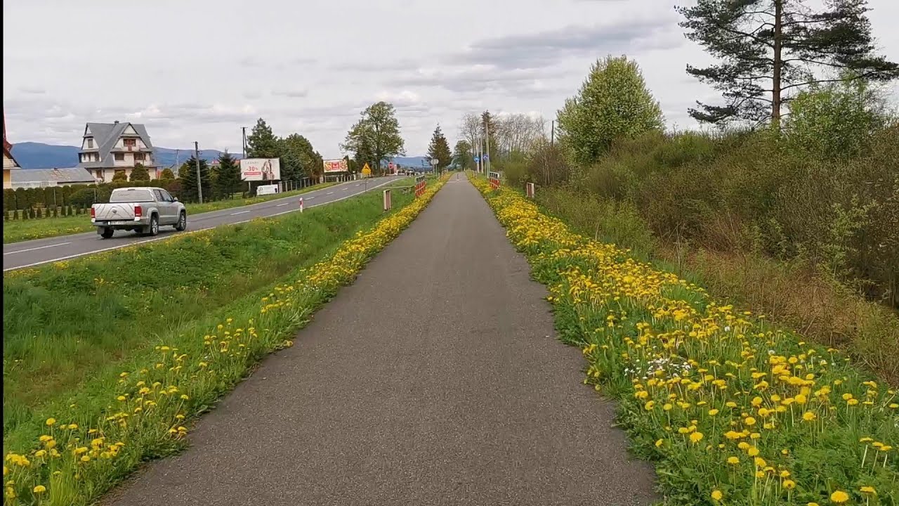 Czarny Dunajec - Ludźmierz, żółte dywany kwiatów mleczów 21.05.2021