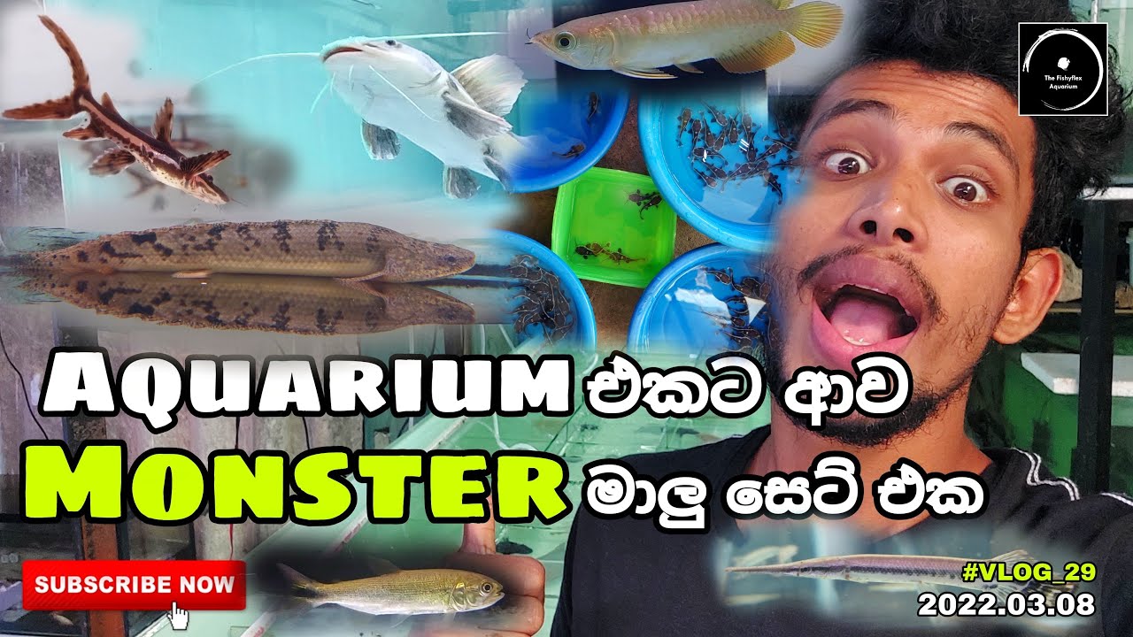 Aquarium එකට ආව Monster මාලු සෙට් එක - #VLOG_29 | The Fishyflex
