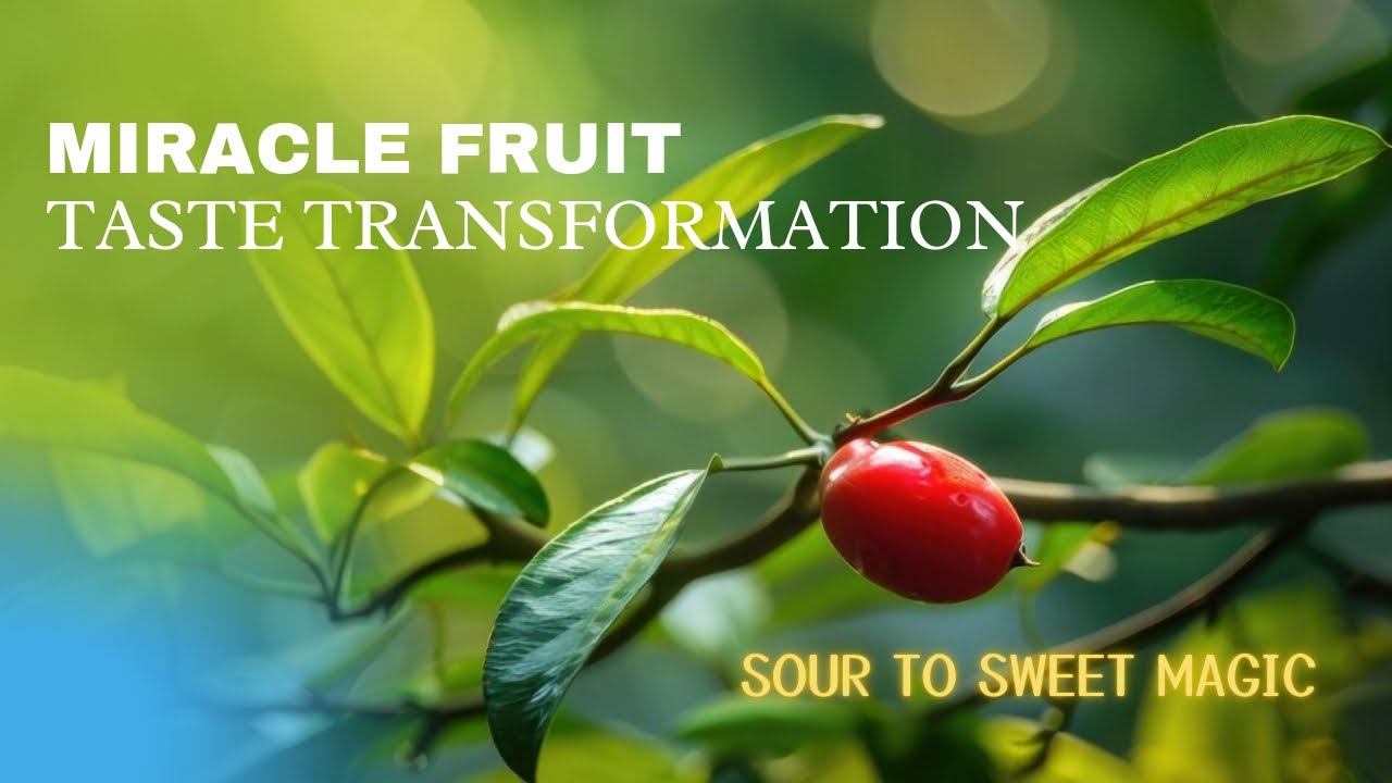 Miracle Fruit | How It Turns Sour into Sweet | Grow & Experience Synsepalum dulcificum