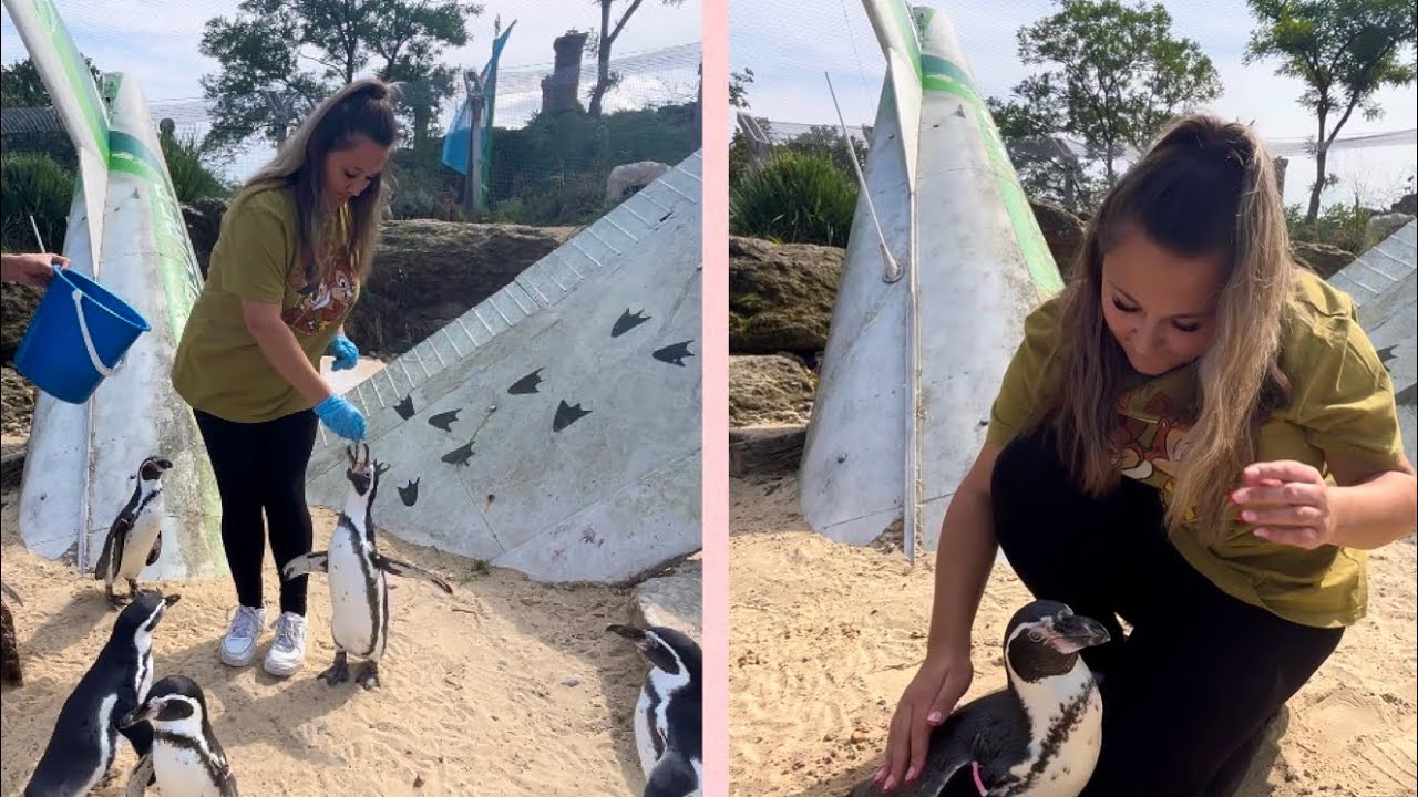 VIP Penguin Feeding Experience At Chessington | August 2024 #chessingtonvipexperience