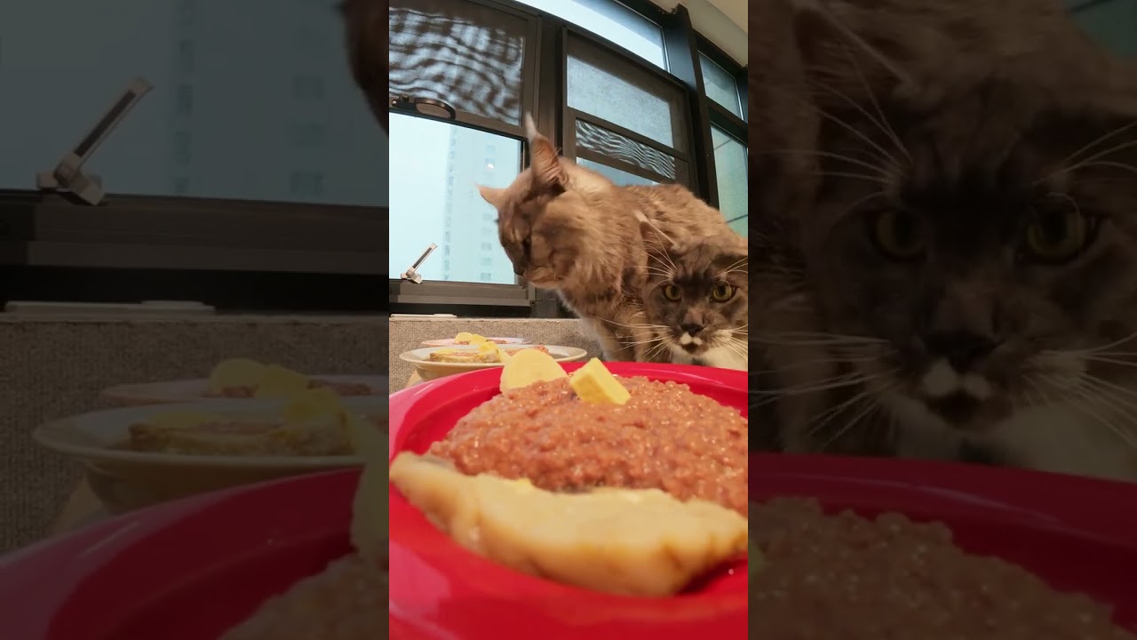 第一视角食堂配餐 | 端得了盘洗得了碗 天内～这集马鲛鱼和麻鸭汤全场最佳！ 
