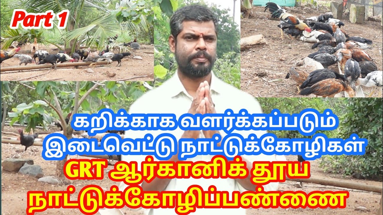 கறிக்காக வளர்க்கப்படும் இடைவெட்டு நாட்டுக்கோழிகள்  @vppetsandvlog 