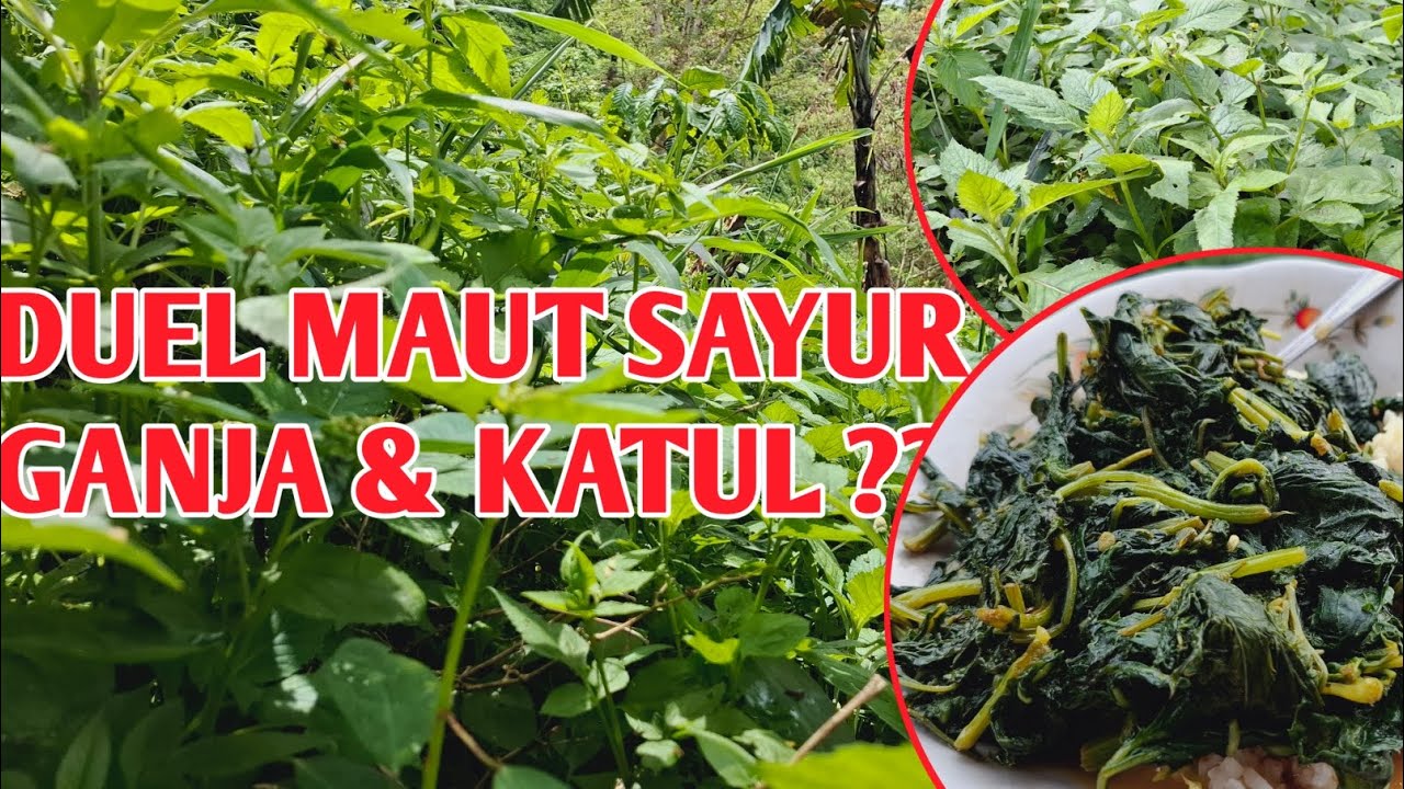 DUET MAUT SAYUR GANJA & KATUL ?? #janganlupasubscribe #petiksayur 
