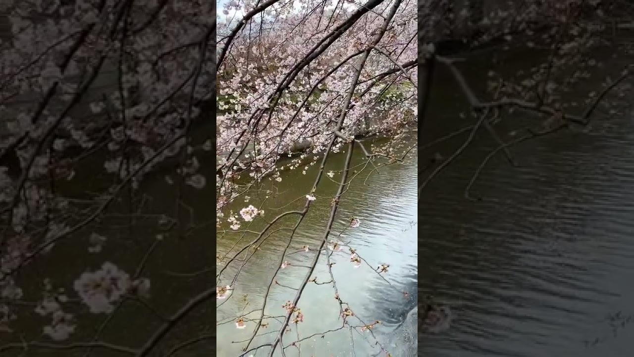 Spring is a beautiful season ❤ #travel #shorts #asia #korea #japan