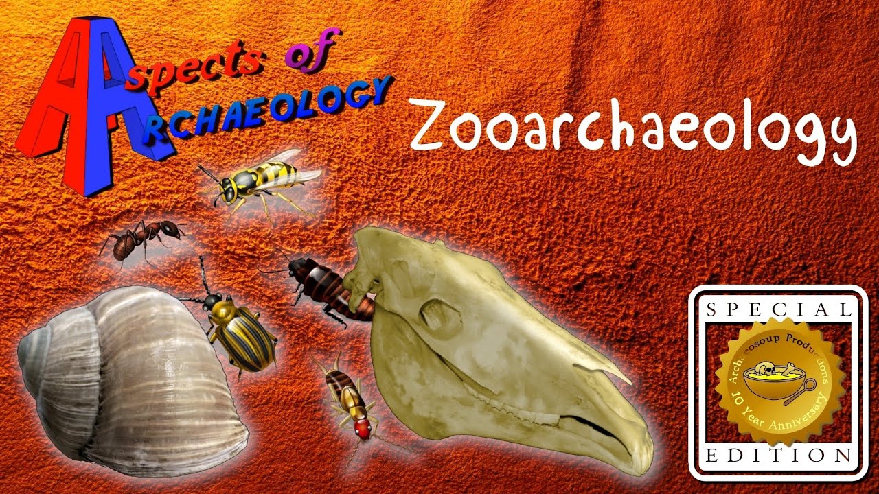 What is Zooarchaeology? : Aspects of Archaeology (Special Edition)