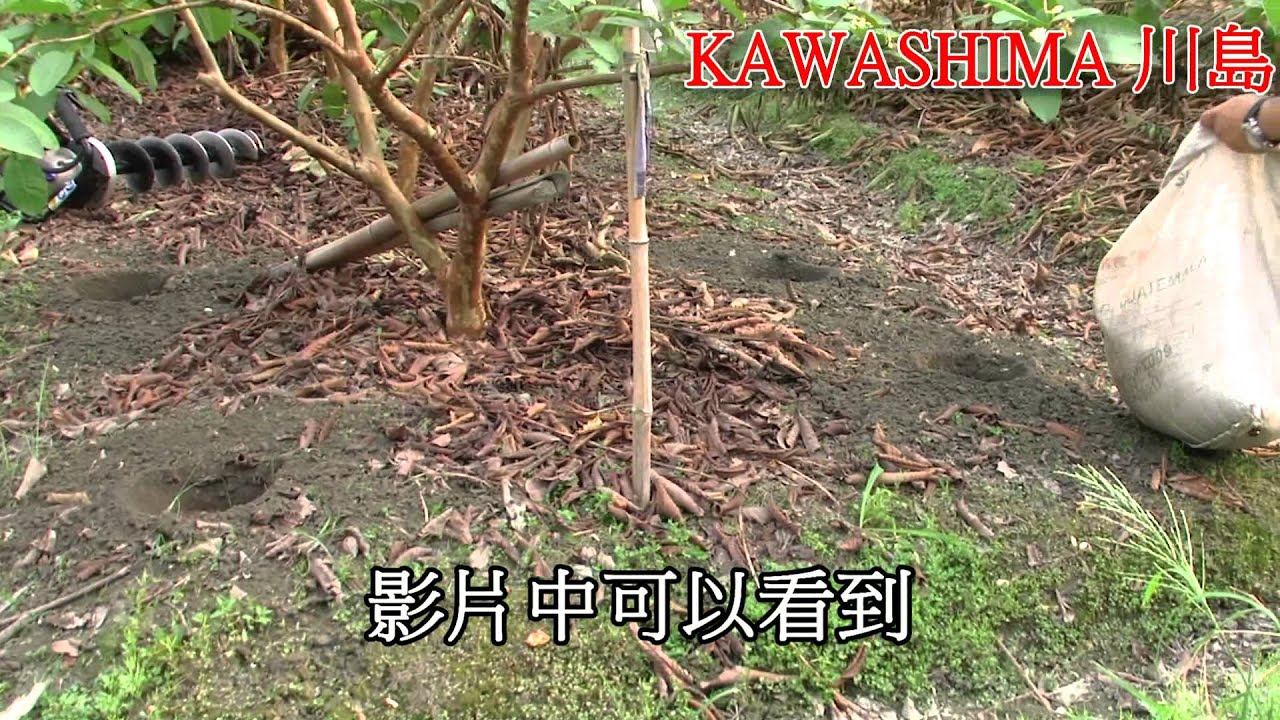 川島鑽博士鑽尾於芭樂園鑽孔施肥