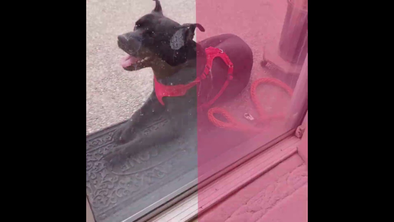 doing this with my dog biggie  