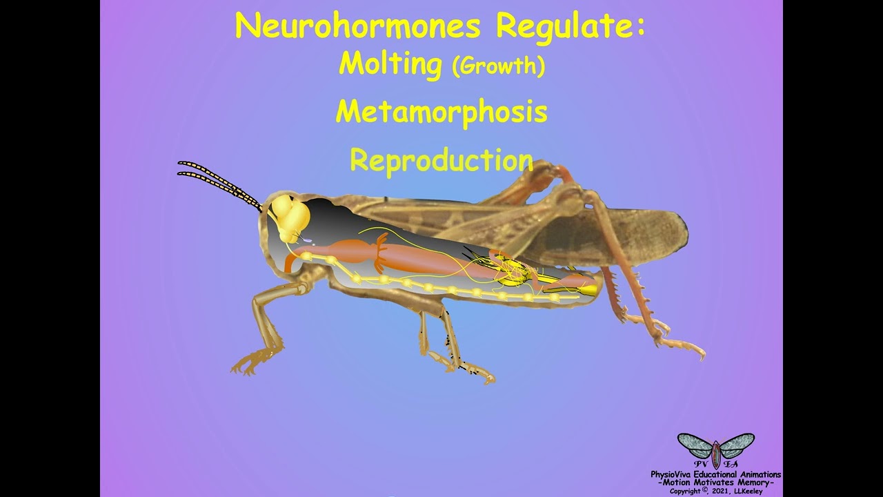 02-Insect Endocrinology - Hormones, Sources and Actions - An Overview