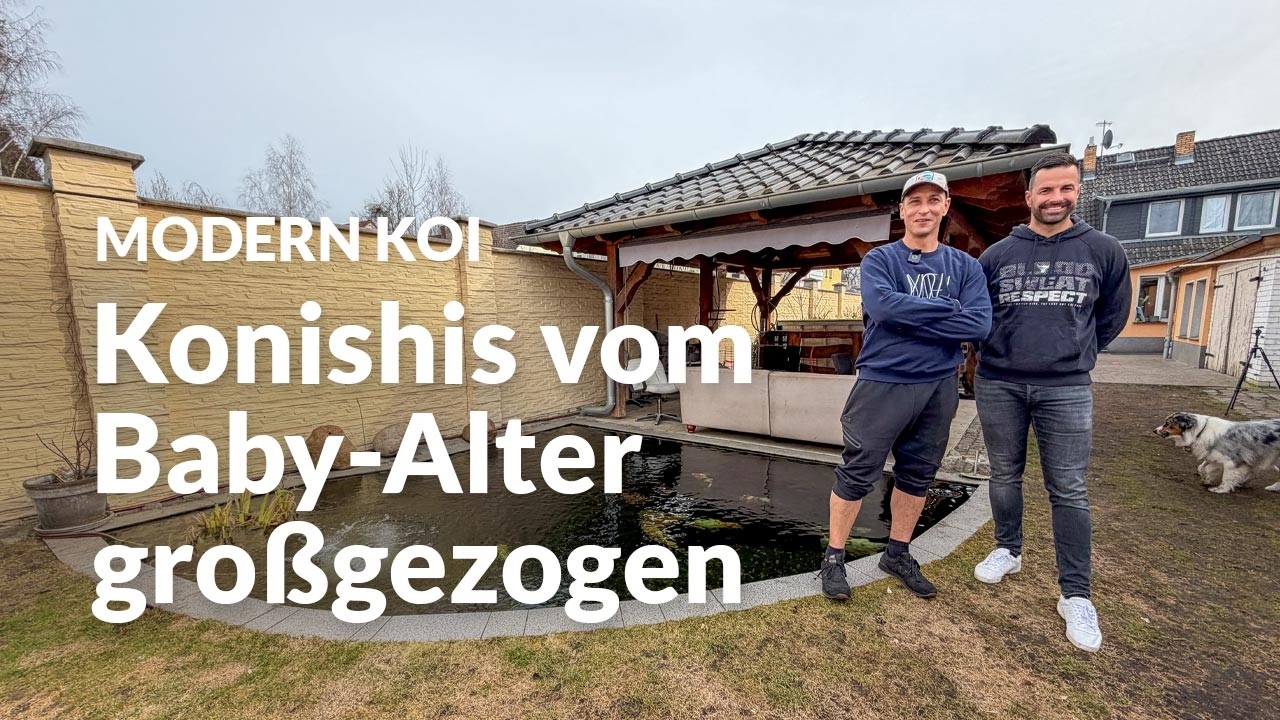 Mit Koi Zossen bei Christian | Modern Koi Blog #7989
