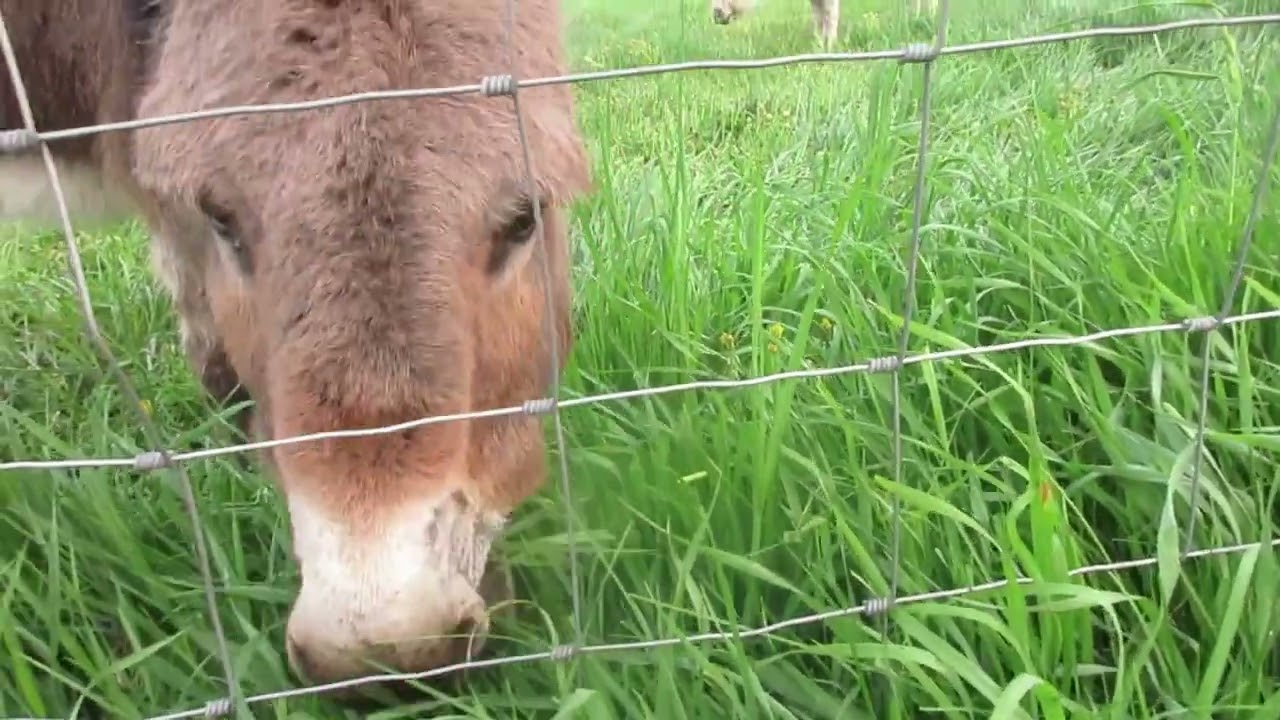 2023 Pasture time