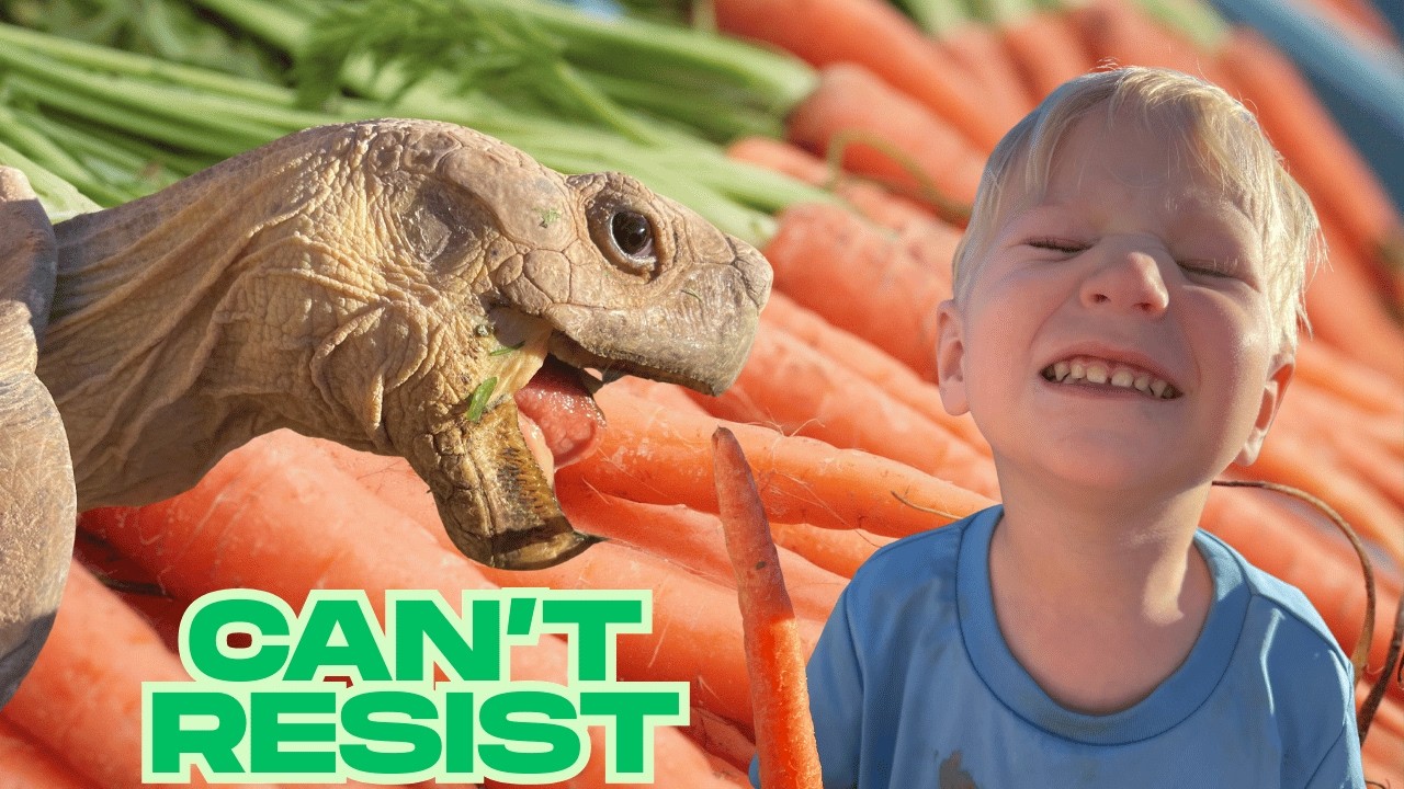 When the Carrots Come Out, This Tortoise Means Business!