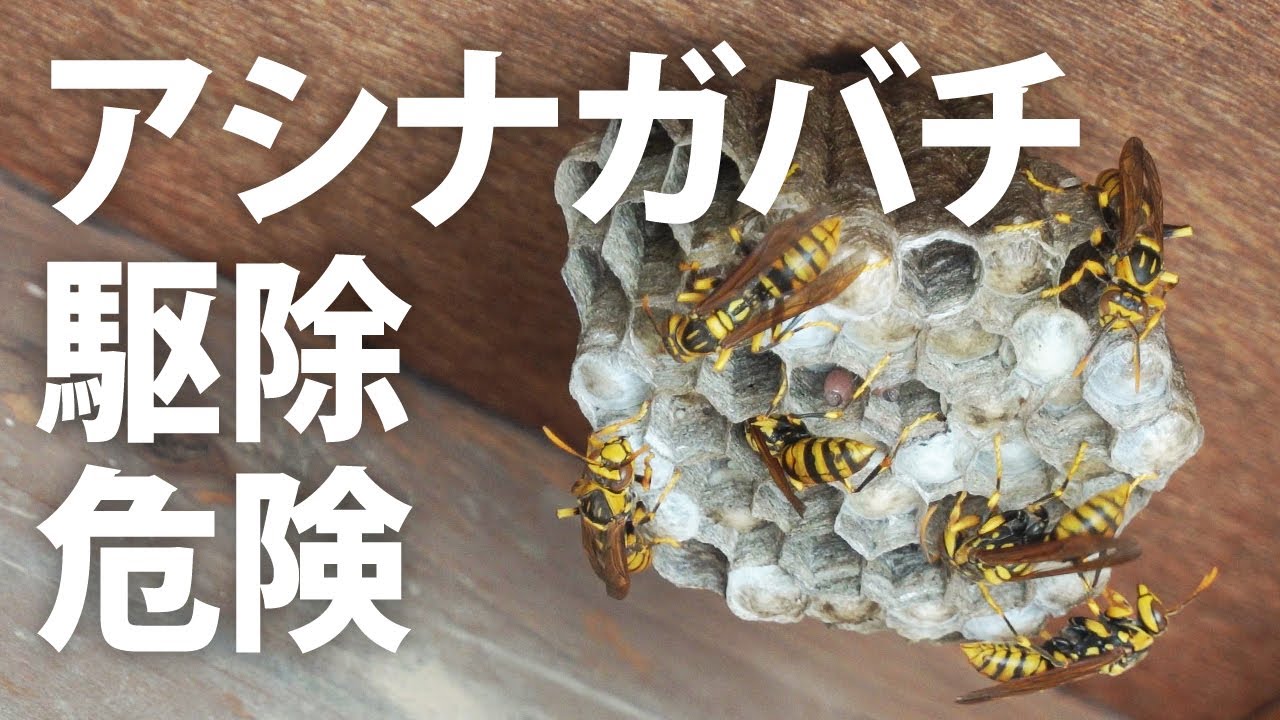 蜂の巣の駆除はとても危険なのでこの動画のマネは絶対にしないでください【アシナガバチ】