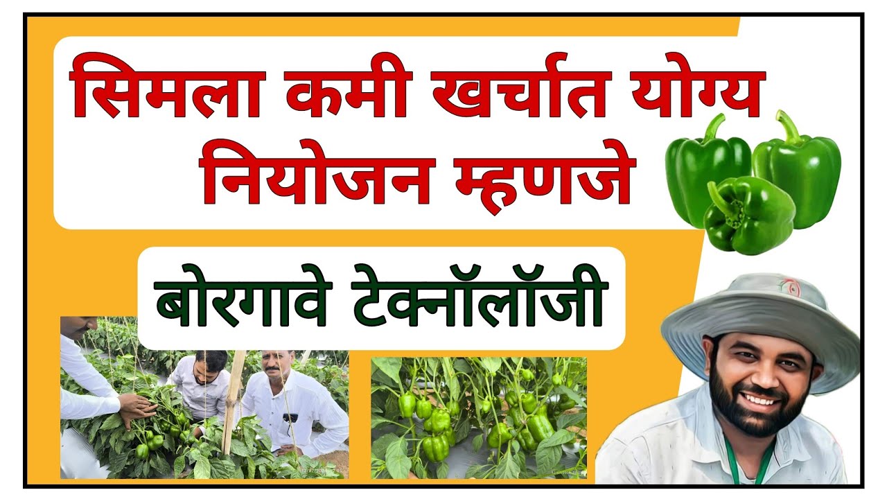 सिमला मिरची कमी खर्चात योग्य नियोजन म्हणजे बोरगावे टेक्नॉलॉजी #सिमला #मिरची #borgave #बोरगावे