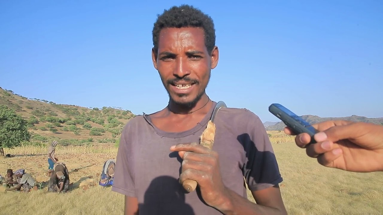 አርሶአደሩ በምርት ላይ ሊደርስ የሚችለውን ብክነት ለመቀነስ የደረሱ ሰብሎችን በህበረት እየሰበሰበ ይገኛል