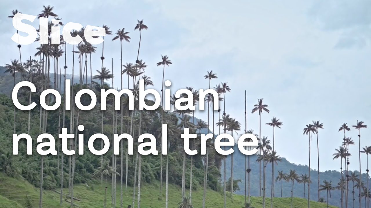 Protecting wax palms in the Cocora Valley | SLICE