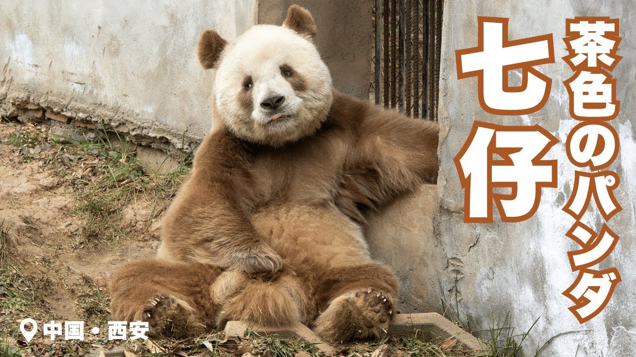 【茶色いパンダ】七仔チーザイ🤎まるでぬいぐるみ🧸🤭かわいい🩷